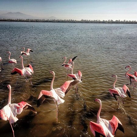 Flamingo View Suites & Villas Nea Poteidaia Luaran gambar