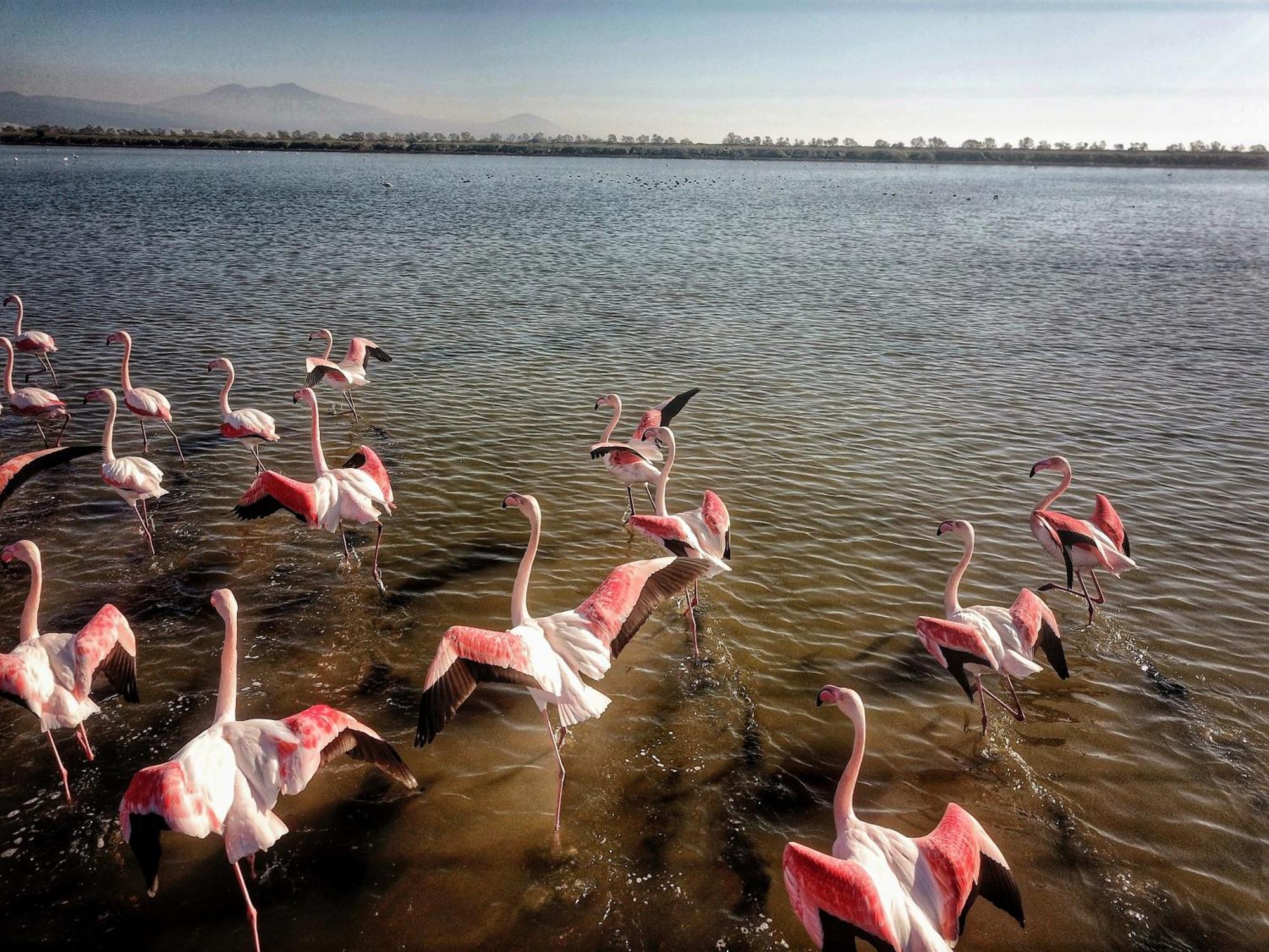 Flamingo View Suites & Villas Nea Poteidaia Luaran gambar